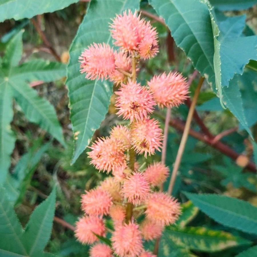 トウゴマ 種子 | キャスターオイル（ひまし油）の植物として有名 - 種子 |  | 03