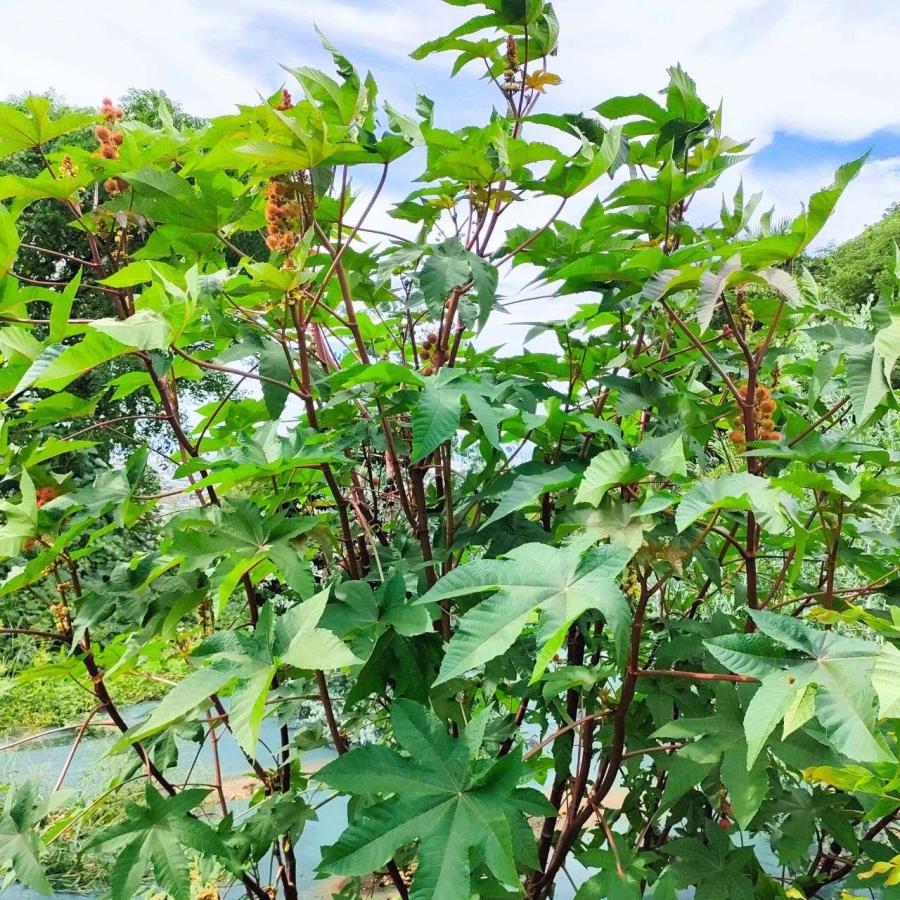 トウゴマ 種子 | キャスターオイル（ひまし油）の植物として有名 - 種子 |  | 04