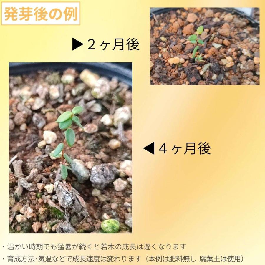 アメリカンクランベリー 種子 | バクシニウム・マクロカルポン - 実のなる木 - 種子 |  | 01