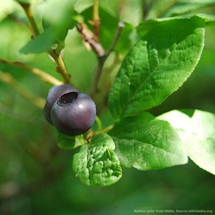 ビッグ・ハックルベリー 種子 | バクシニウム・メンブラナセウム - 実のなる木 - 種子 | 