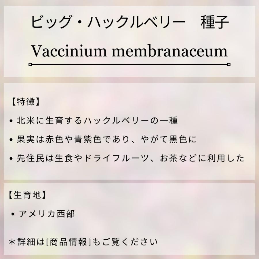 ビッグ・ハックルベリー 種子 | バクシニウム・メンブラナセウム - 実のなる木 - 種子 |  | 01