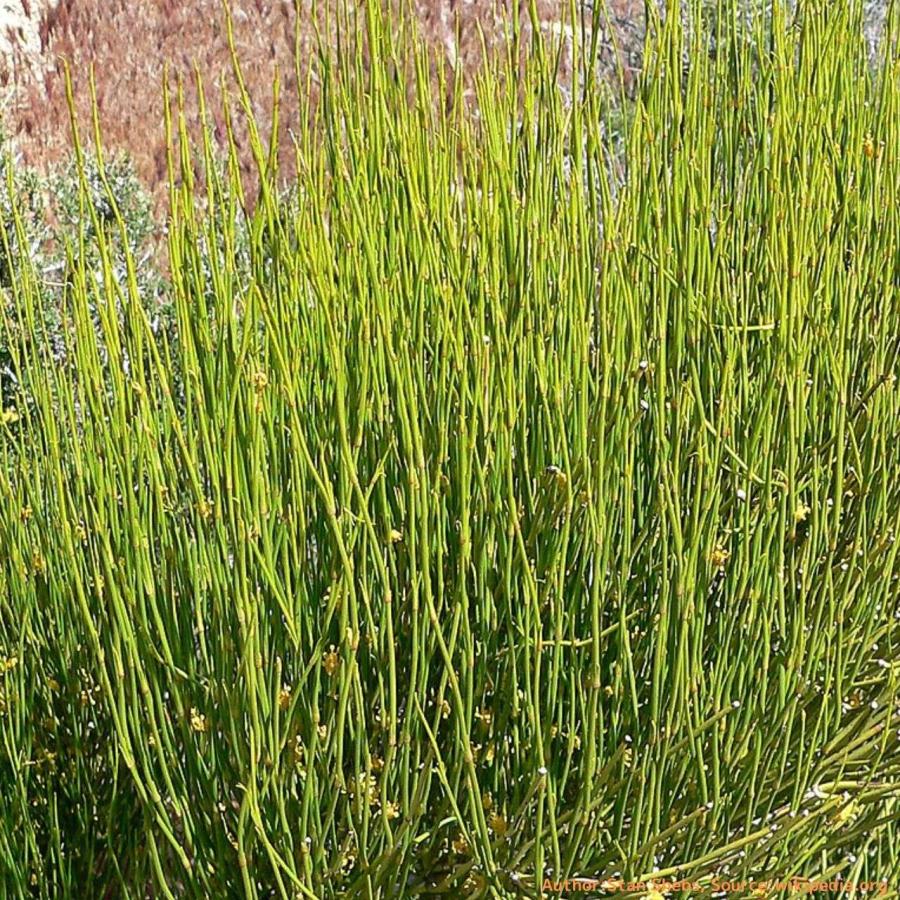 グリーンマオウ 種子 | エフェドラ・ビリディス - 北アメリカのマオウ - 種子 | 