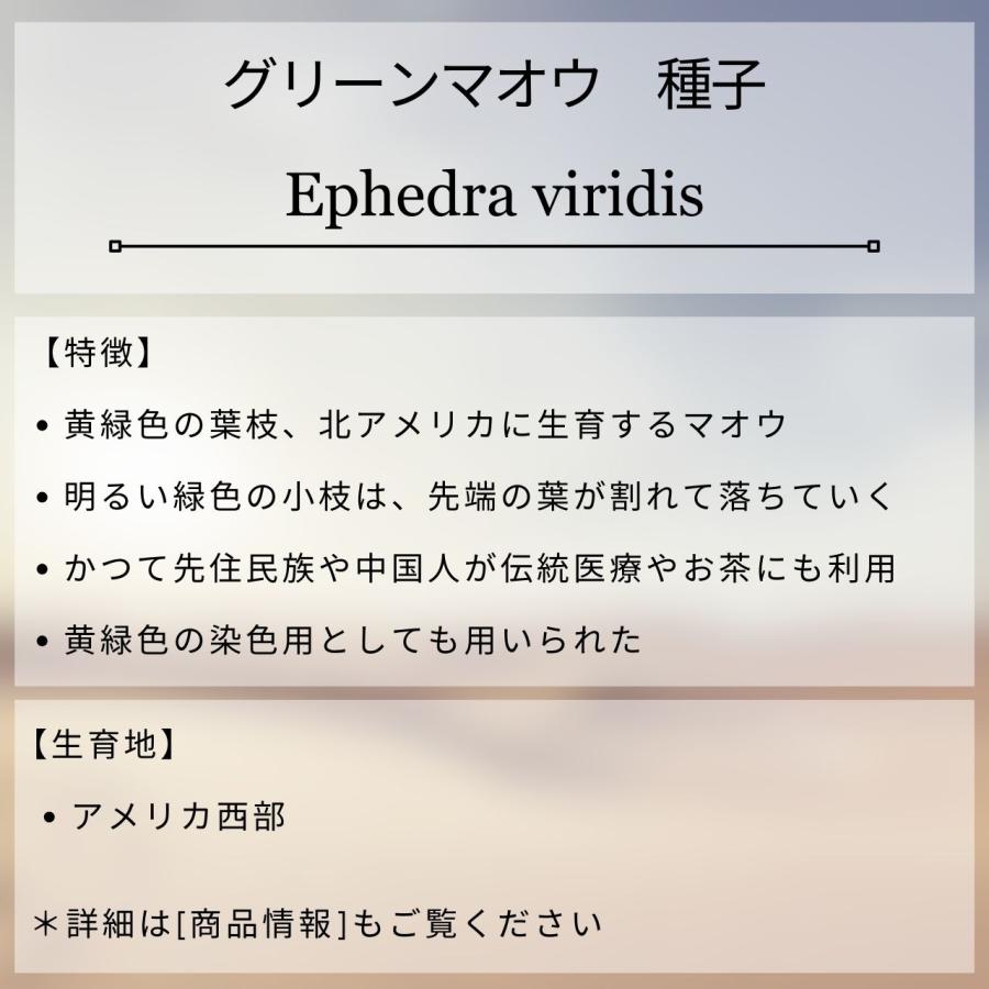 グリーンマオウ 種子 | エフェドラ・ビリディス - 北アメリカのマオウ - 種子 |  | 01