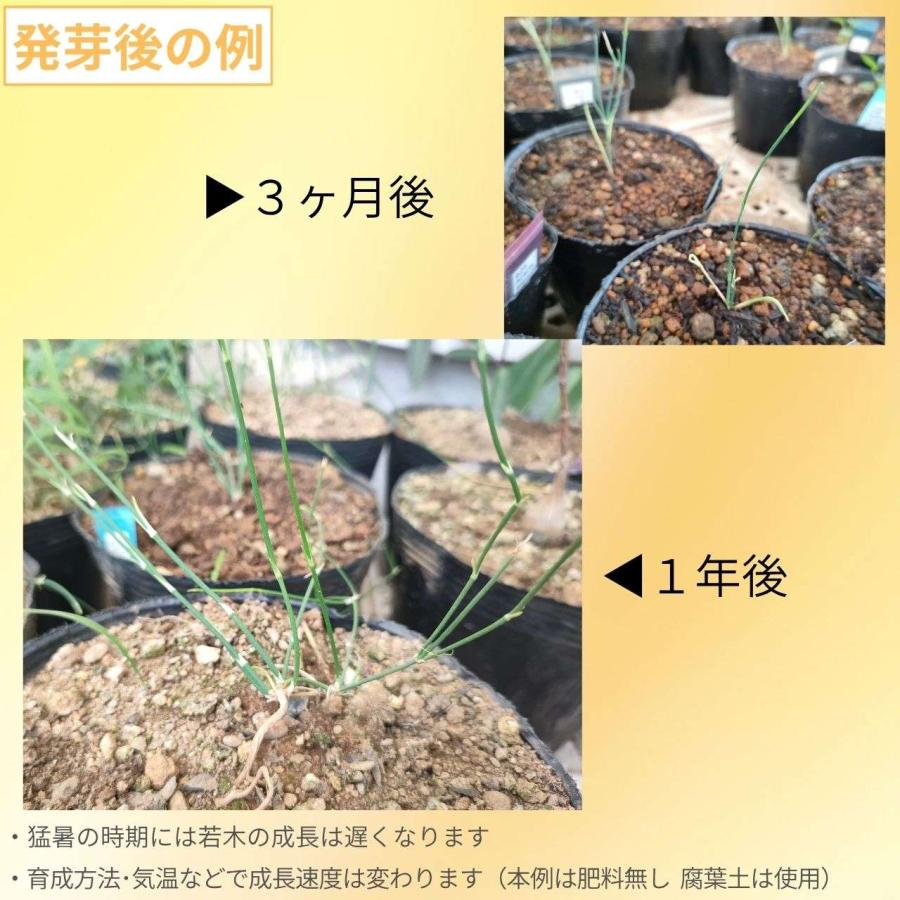 グリーンマオウ 種子 | エフェドラ・ビリディス - 北アメリカのマオウ - 種子 |  | 02