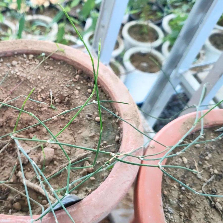 グリーンマオウ 種子 | エフェドラ・ビリディス - 北アメリカのマオウ - 種子 |  | 03