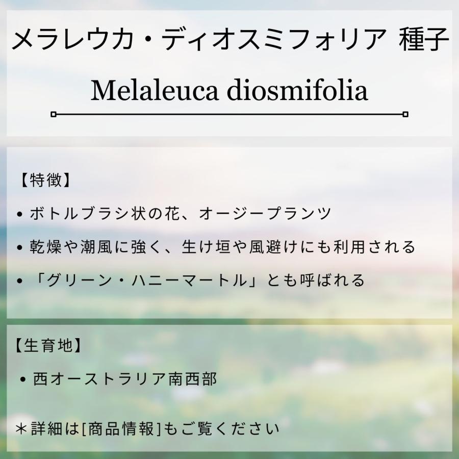 メラレウカ・ディオスミフォリア 種子 | ボトルブッシュ、オージープランツ - 種子 |  | 01
