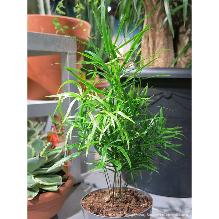 アスパラガス・ファルカタス 種子 | シックルソーン - 観葉植物 - 種子 | 