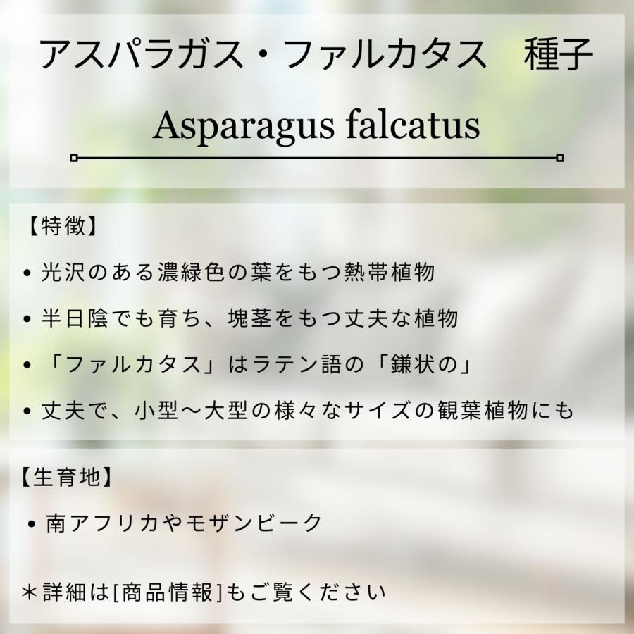 アスパラガス・ファルカタス 種子 | シックルソーン - 観葉植物 - 種子 |  | 01