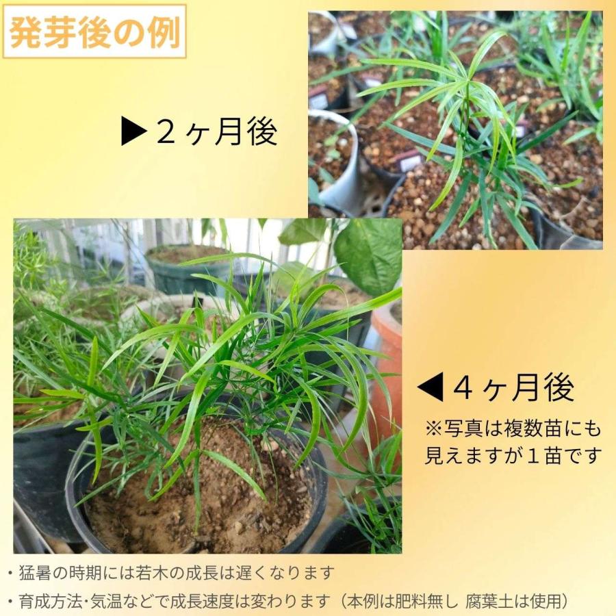 アスパラガス・ファルカタス 種子 | シックルソーン - 観葉植物 - 種子 |  | 02