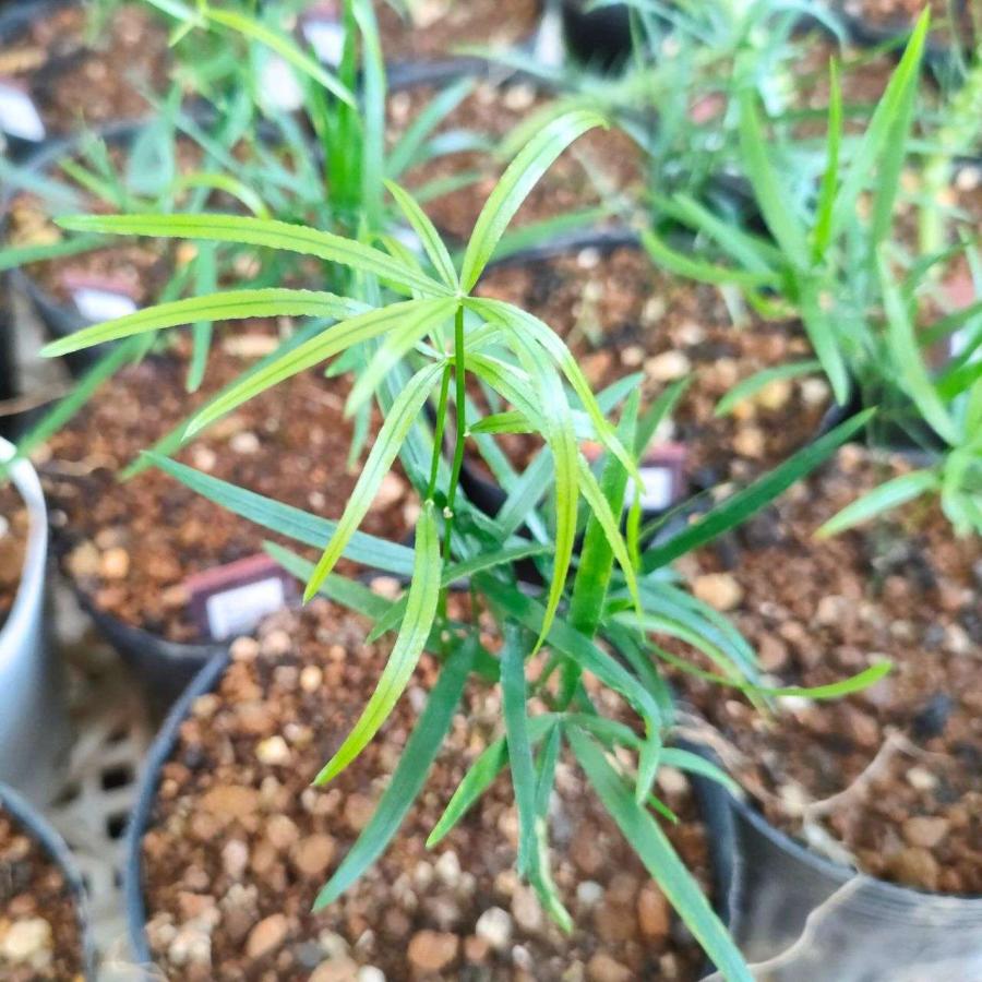 アスパラガス・ファルカタス 種子 | シックルソーン - 観葉植物 - 種子 |  | 03