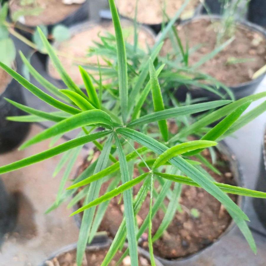 アスパラガス・ファルカタス 種子 | シックルソーン - 観葉植物 - 種子 |  | 04