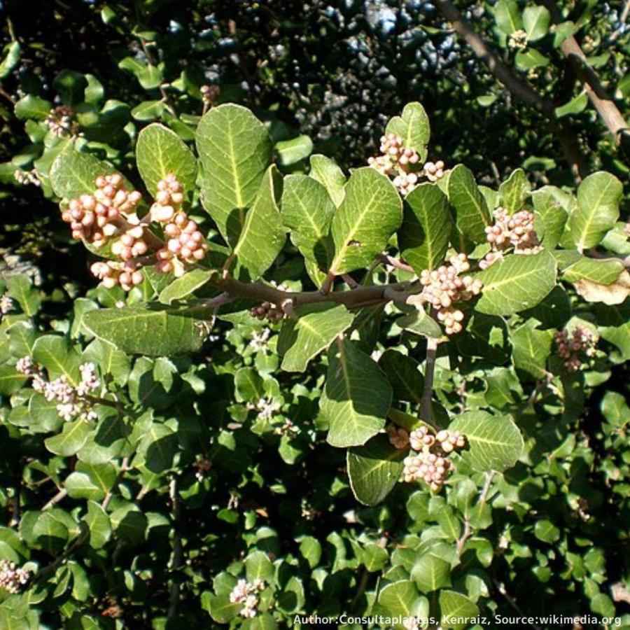ルス・インテグリフォリア 種子 | レモネードベリー - カリフォルニアのウルシ - 種子 | 