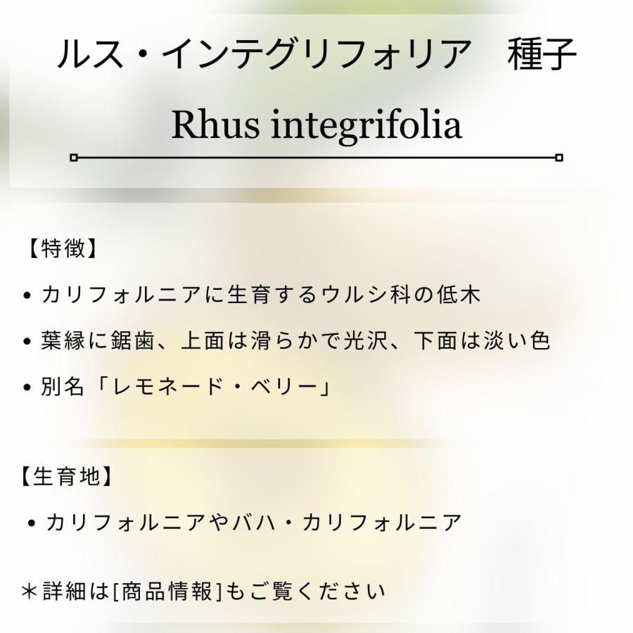 ルス・インテグリフォリア 種子 | レモネードベリー - カリフォルニアのウルシ - 種子 |  | 01