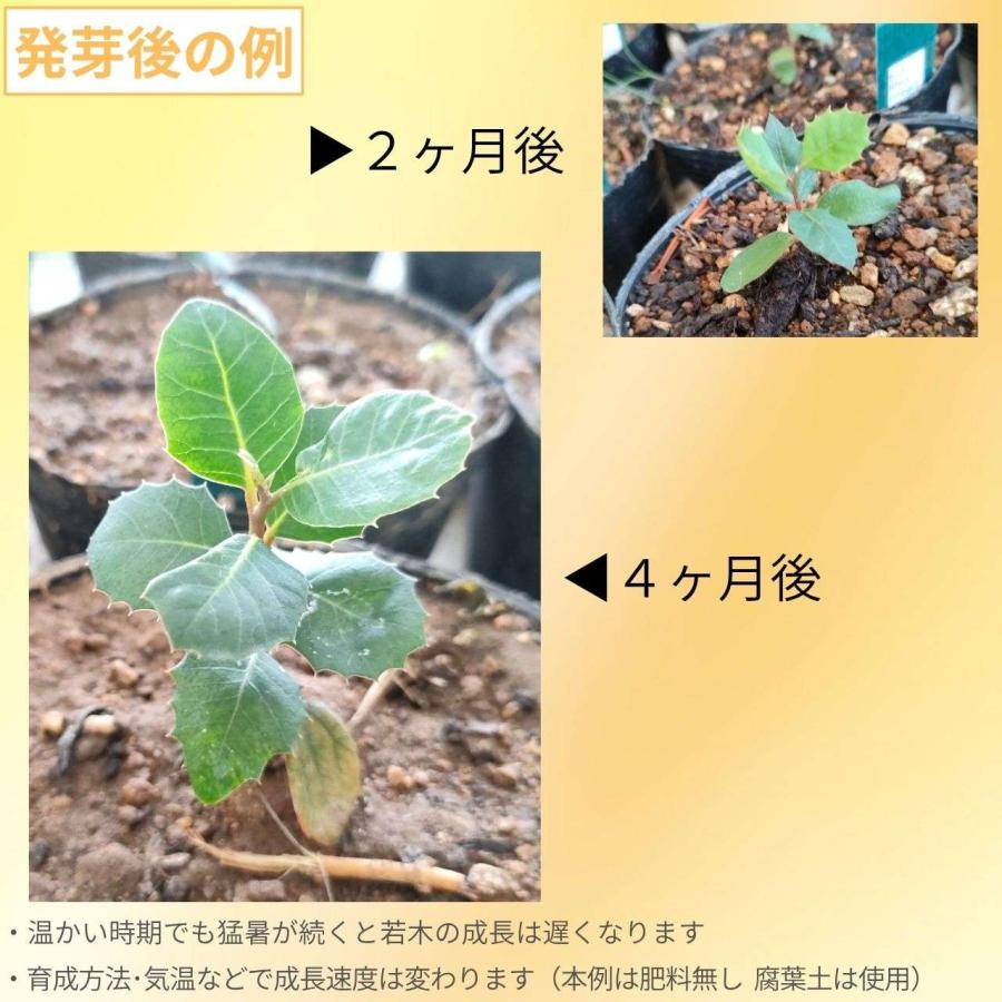 ルス・インテグリフォリア 種子 | レモネードベリー - カリフォルニアのウルシ - 種子 |  | 02