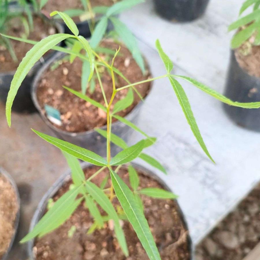 ルス・ランセア 種子 | アフリカンサマック - 槍型の葉のウルシ - 種子 |  | 03