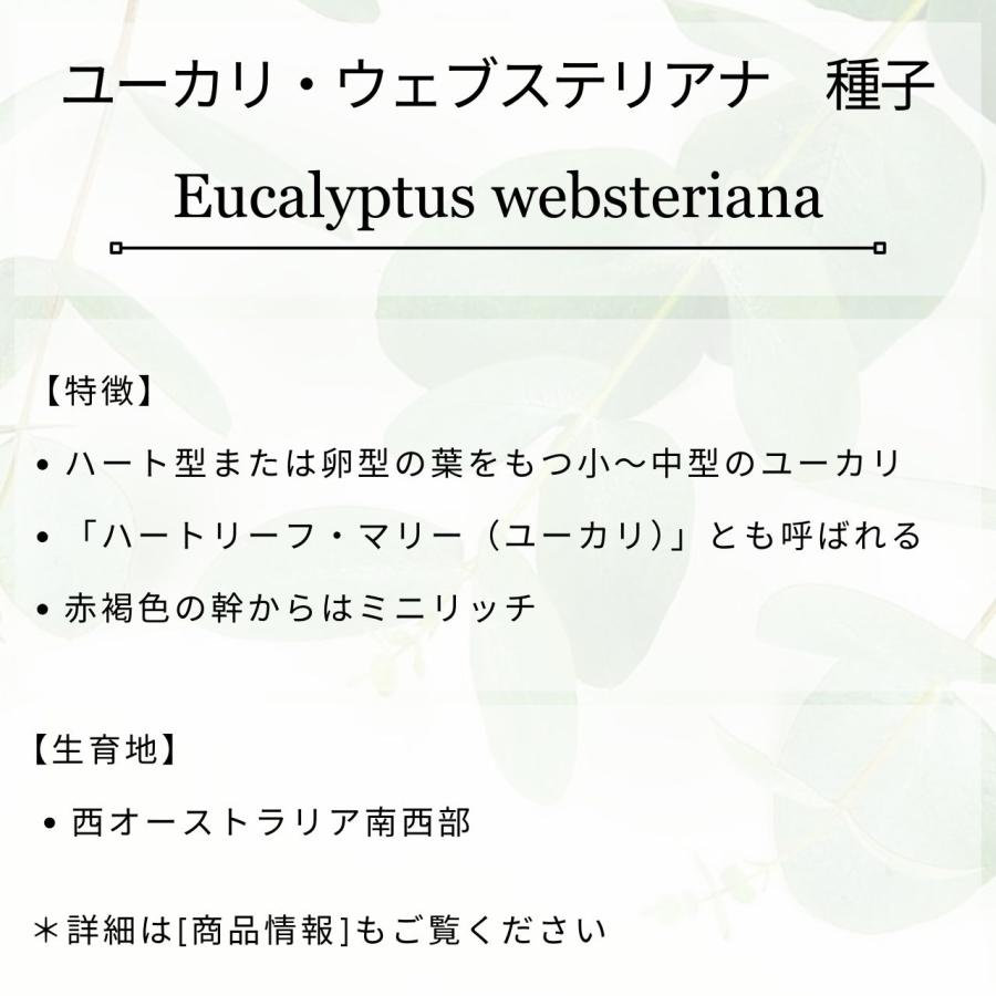 ユーカリ・ウェブステリアナ 種子 | ハートリーフ・ユーカリ - 赤褐色