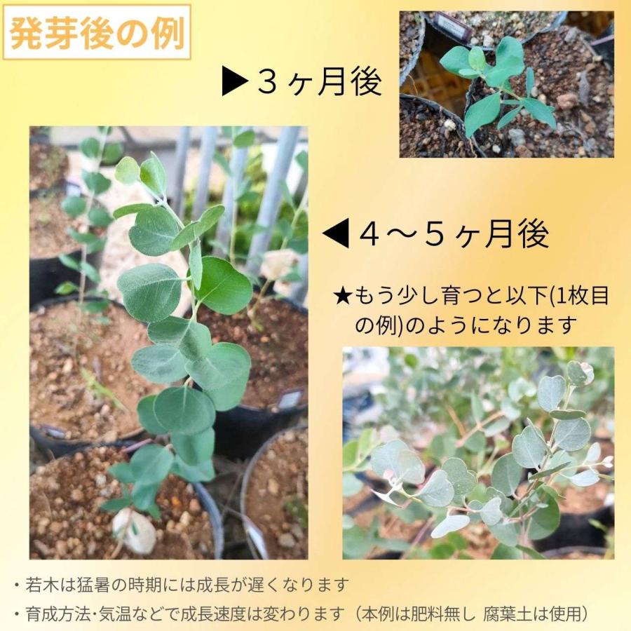 ユーカリ・ウェブステリアナ 種子 | ハートリーフ・ユーカリ - 赤褐色