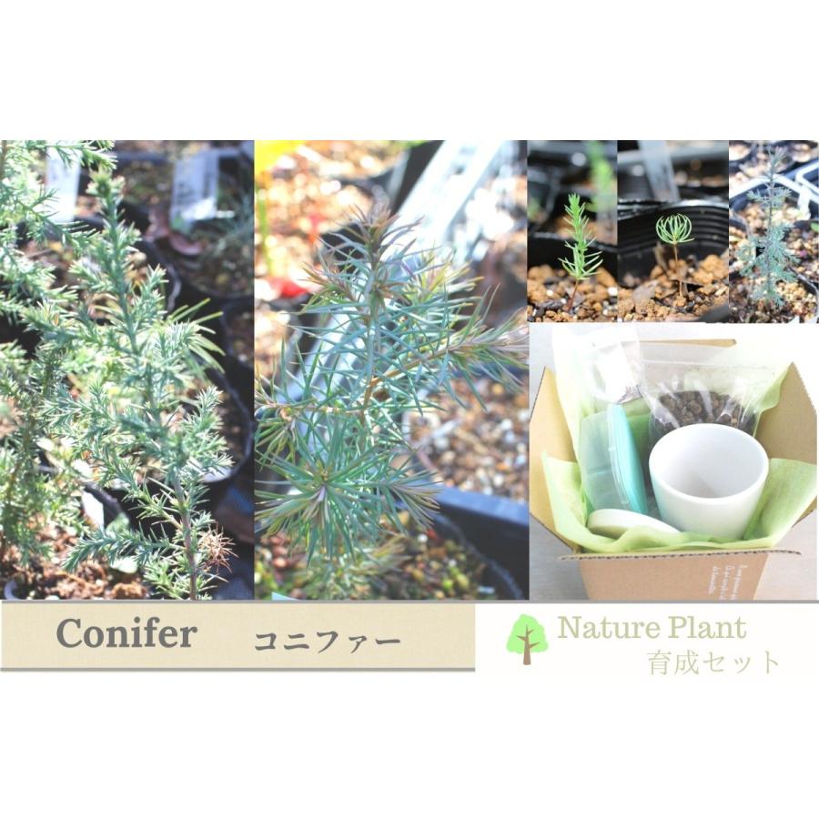 種から育てるコニファー 針葉樹 育成キット グリーンギフト グリーンインテリア 癒し プレゼント 空間の彩り 育成キット Seedscul Flower Green Kugel 通販 Yahoo ショッピング