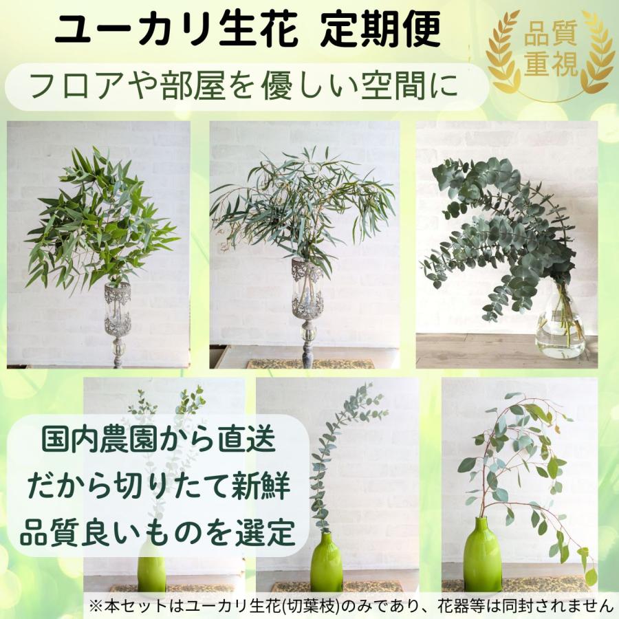 ユーカリ生花(切葉枝)の定期便 - サイズ60〜70cm | 