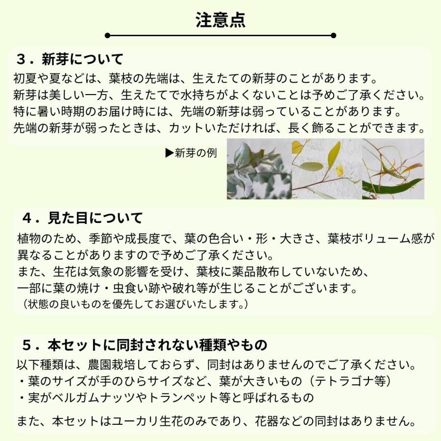 ユーカリ生花(切葉枝)の定期便 - サイズ60〜70cm |  | 09