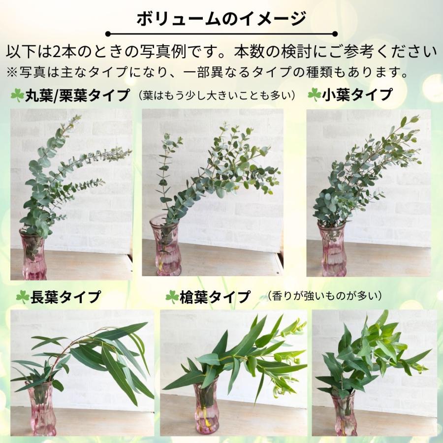 ユーカリ生花(切葉枝)の定期便 - サイズ60〜70cm |  | 13