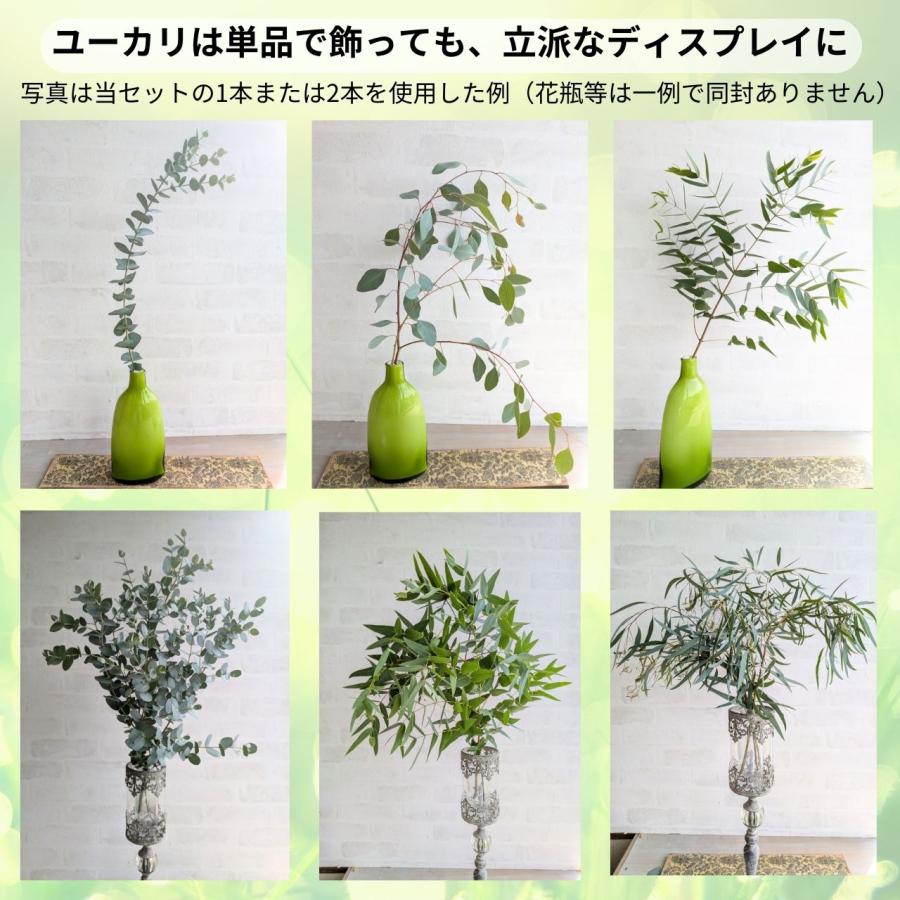ユーカリ生花(切葉枝)の定期便 - サイズ60〜70cm |  | 01