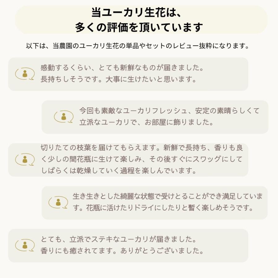 ユーカリ生花(切葉枝)の定期便 - サイズ60〜70cm |  | 04