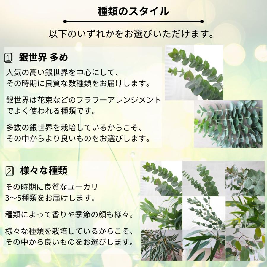 ユーカリ生花(切葉枝)の定期便 - サイズ60〜70cm |  | 06