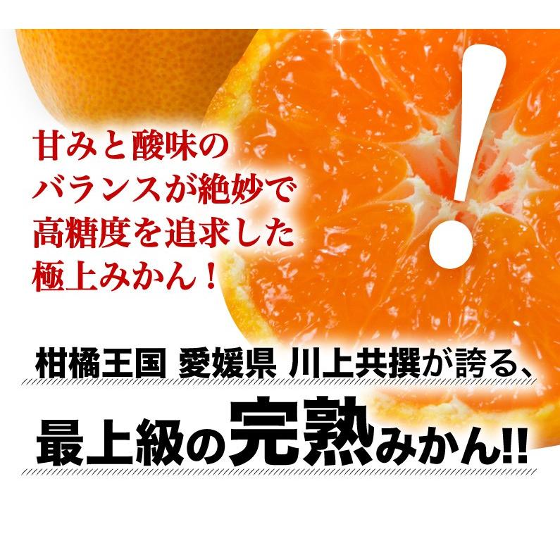 12月発送 予約商品 御歳暮 ギフト みかん 天皇杯受賞 味ピカ 12月発送 予約商品 御歳暮 ギフト みかん 天皇杯受賞 味ピカ