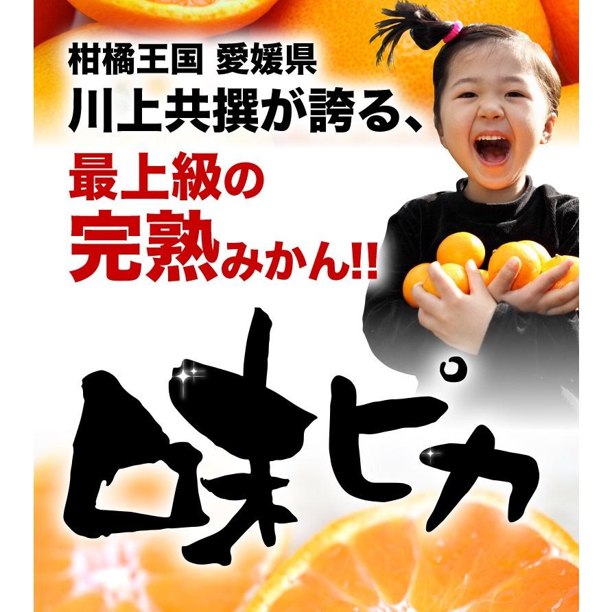 12月発送 予約商品 御歳暮 ギフト みかん 天皇杯受賞 味ピカ 12月発送 予約商品 御歳暮 ギフト みかん 天皇杯受賞 味ピカ