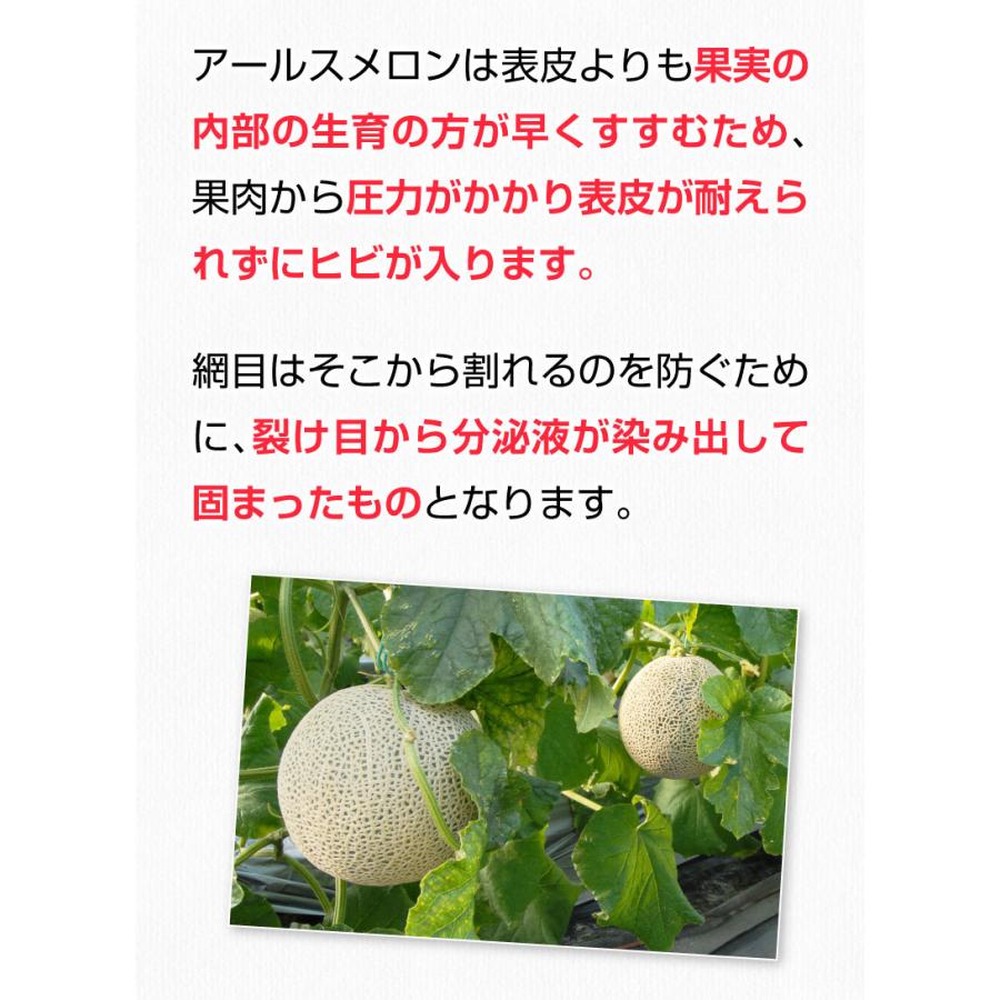 ポイント10倍 母の日 プレゼント 母の日ギフト 父の日 メロン アールスメロン 秀品 ２L/１玉 熊本県産 温室 送料無料 高級メロン 産直 フルーツ 果物 S常｜kuishinboucom｜07