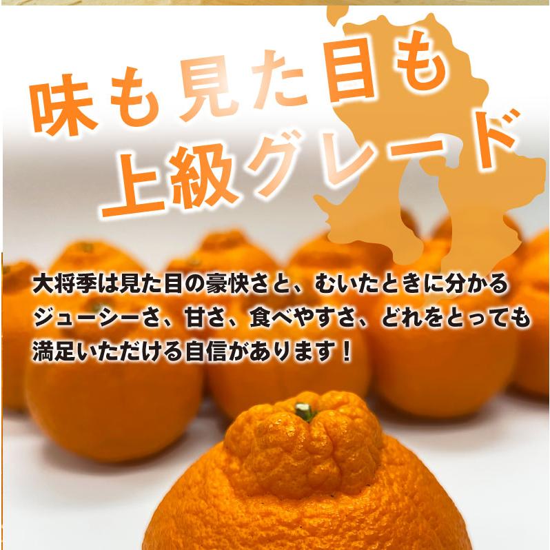 大将季 デコポン 不知火 ギフト 青秀 贈答用 5kg 送料無料 Y常｜kuishinboucom｜06