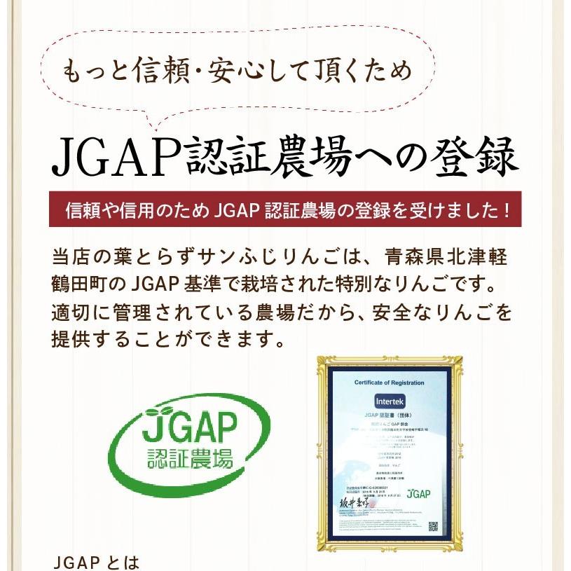 早期予約 りんご 青森 葉とらず サンふじ ご家庭用 約3kg(8〜14玉) ちょっぴり 訳あり 送料無料 産直 JGAP認証リンゴ グルメ Y常｜kuishinboucom｜07