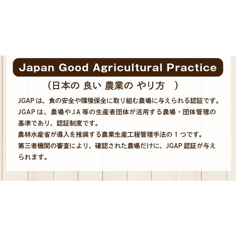 早期予約 りんご 青森 葉とらず サンふじ ご家庭用 約3kg(8〜14玉) ちょっぴり 訳あり 送料無料 産直 JGAP認証リンゴ グルメ Y常｜kuishinboucom｜08