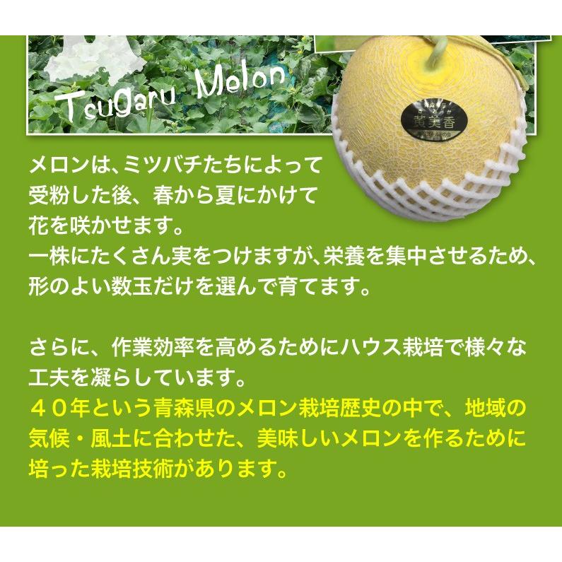 メロン ギフト 8月下旬より発送 青森県産 黄美香 お月見メロン 秀品2玉大玉 約3kg以上 希少品種 産地直送 送料無料 Y常｜kuishinboucom｜13