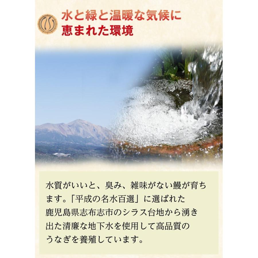 ポイント5倍 母の日 遅れてごめんね プレゼント ギフト うなぎ 国産 鹿児島産 ブランド鰻 特大・カット・きざみ蒲焼き 3種蒲焼セット 魚介 送料無料 クール｜kuishinboucom｜12