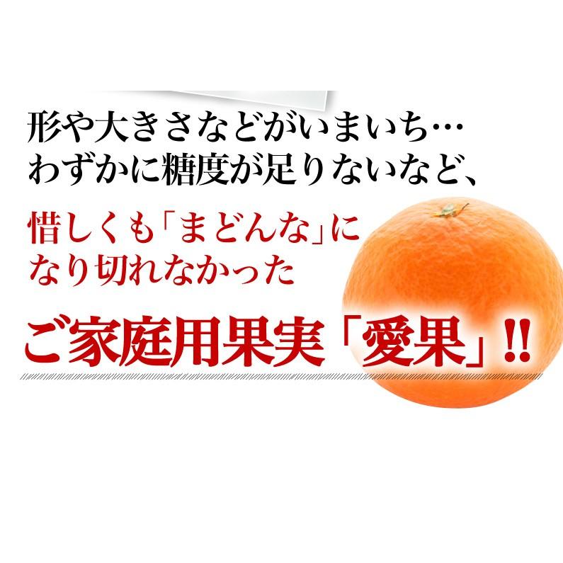 大玉 みかん ご自宅用 愛媛県産みかん 愛果 あいか ご家庭用 2.5 大玉 みかん ご自宅用 愛媛県産みかん 愛果 あいか ご家庭用 2.5
