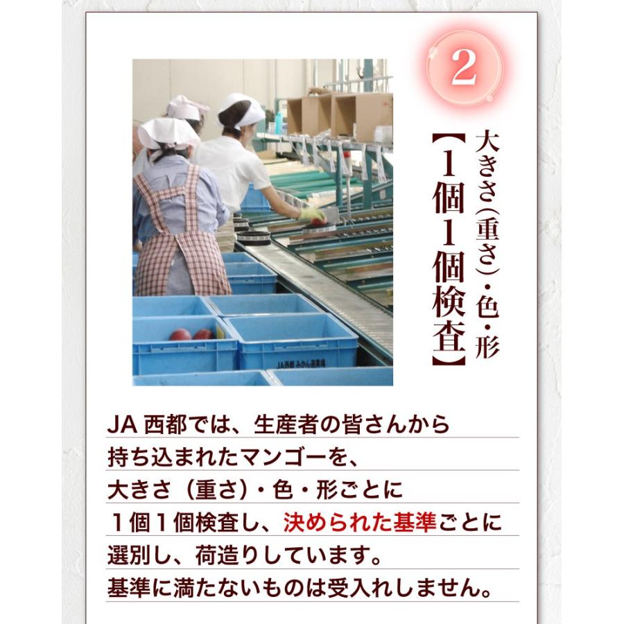 ポイント10倍 父の日 プレゼント ギフト 果物 フルーツ マンゴー 宮崎 L玉×2玉 光センサー選果 糖度12度以上 Y常｜kuishinboucom｜07