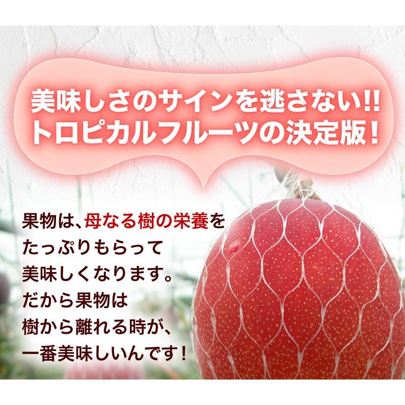 父の日 ギフト お中元 ポイント5倍 果物 フルーツ マンゴー 宮崎 完熟 完熟マンゴー特大2L玉(350g以上) JA西都協賛 光センサー完全選果 プレゼント Y常 :mng201f:くいしんぼうドットコム - 通販 - Yahoo!ショッピング 父の日 ギフト お中元 ポイント5倍 果物 フルーツ マンゴー 宮崎 完熟 完熟マンゴー特大2L玉(350g以上) JA西都協賛 光センサー完全選果 プレゼント Y常 :mng201f:くいしんぼうドットコム - 通販 - Yahoo!ショッピング