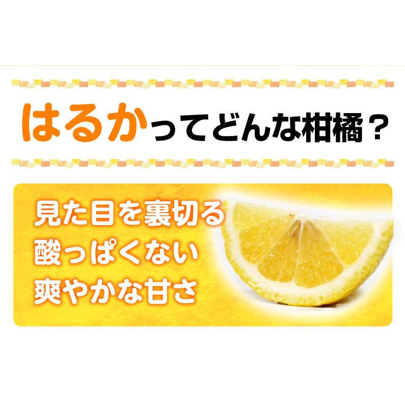 佐賀 はるか みかん 大玉秀品 L〜3L玉混合 10kg(5kg入り×2箱 佐賀 はるか みかん 大玉秀品 L〜3L玉混合 10kg(5kg入り×2箱