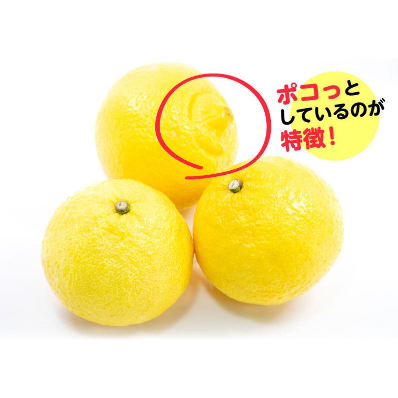佐賀 はるか みかん 大玉秀品 L〜3L玉混合 10kg(5kg入り×2箱 佐賀 はるか みかん 大玉秀品 L〜3L玉混合 10kg(5kg入り×2箱