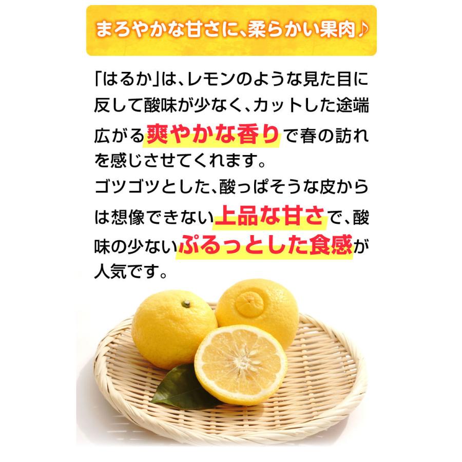 佐賀 はるか みかん 大玉秀品 L〜3L玉混合 10kg(5kg入り×2箱 佐賀 はるか みかん 大玉秀品 L〜3L玉混合 10kg(5kg入り×2箱