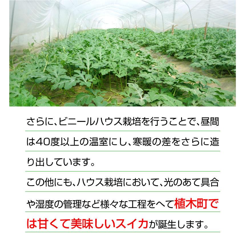 ポイント5倍 父の日 プレゼント 父の日ギフト スイカ ひとりじめ 秀品 1玉 熊本県産 植木スイカ 小玉 すいか フルーツ 果物 産地直送 S常｜kuishinboucom｜08