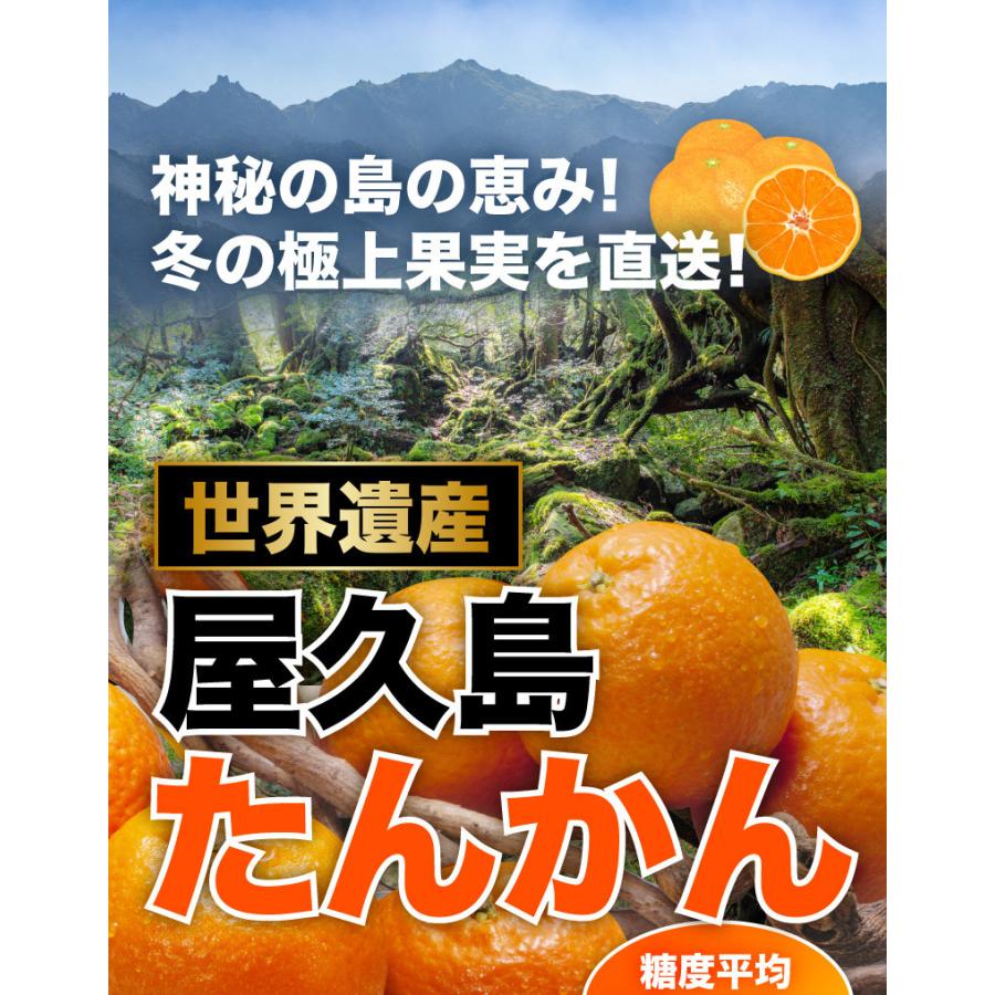 予約商品 たんかん 柑橘 訳あり屋久島たんかん 10kg M〜2L(約30 予約商品 たんかん 柑橘 訳あり屋久島たんかん 10kg M〜2L(約30