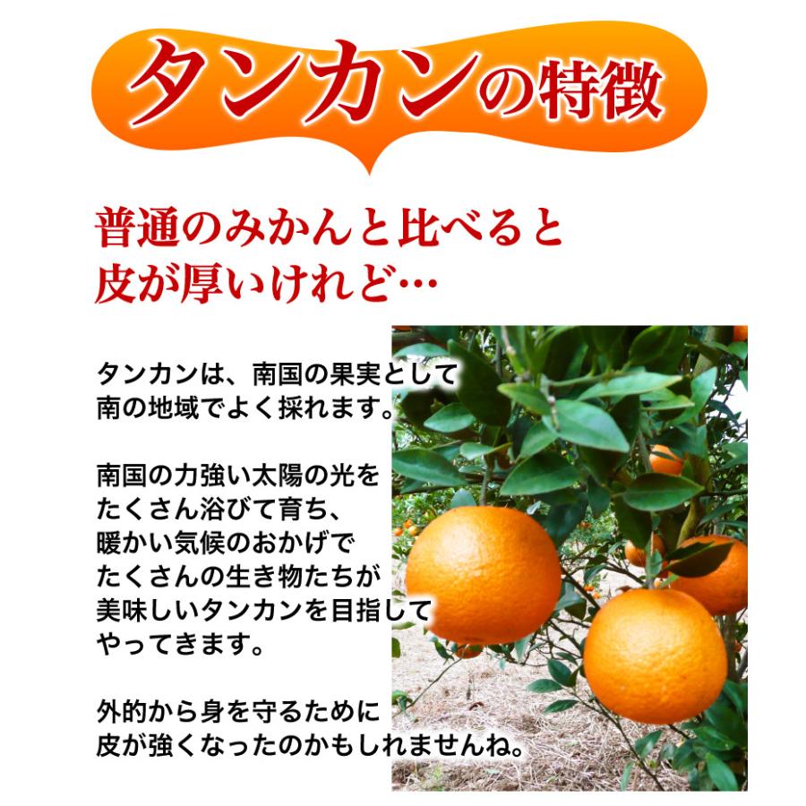 予約商品 たんかん 柑橘 訳あり屋久島たんかん 10kg M〜2L(約30 予約商品 たんかん 柑橘 訳あり屋久島たんかん 10kg M〜2L(約30