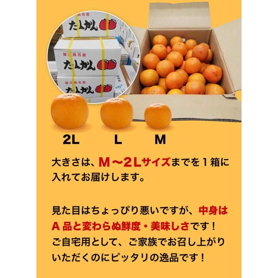 予約商品 たんかん 柑橘 訳あり屋久島たんかん 10kg M〜2L(約30 予約商品 たんかん 柑橘 訳あり屋久島たんかん 10kg M〜2L(約30