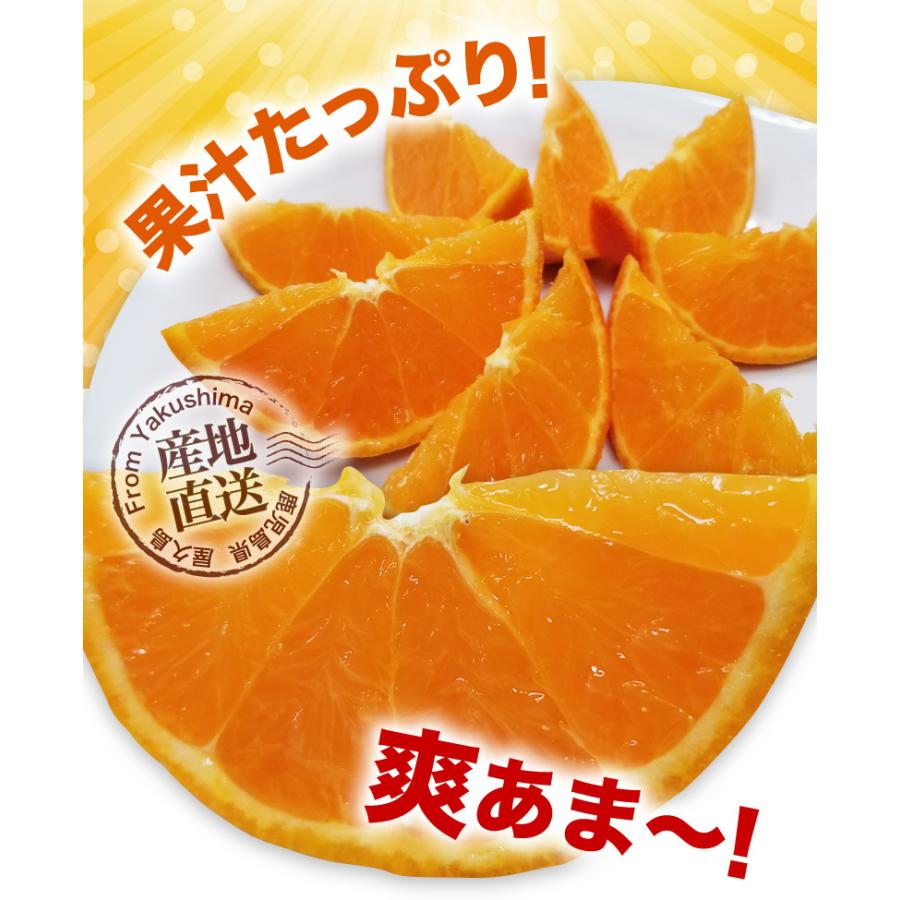 予約商品 たんかん 柑橘 訳あり屋久島たんかん 10kg M〜2L(約30 予約商品 たんかん 柑橘 訳あり屋久島たんかん 10kg M〜2L(約30