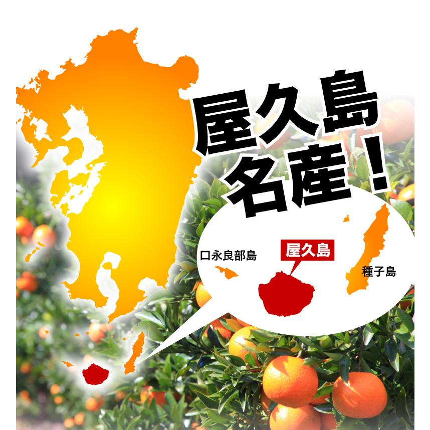 予約商品 たんかん 柑橘 訳あり屋久島たんかん 10kg M〜2L(約30 予約商品 たんかん 柑橘 訳あり屋久島たんかん 10kg M〜2L(約30