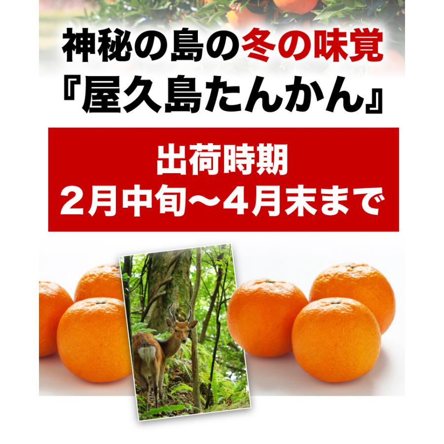予約商品 たんかん 柑橘 訳あり屋久島たんかん 10kg M〜2L(約30 予約商品 たんかん 柑橘 訳あり屋久島たんかん 10kg M〜2L(約30