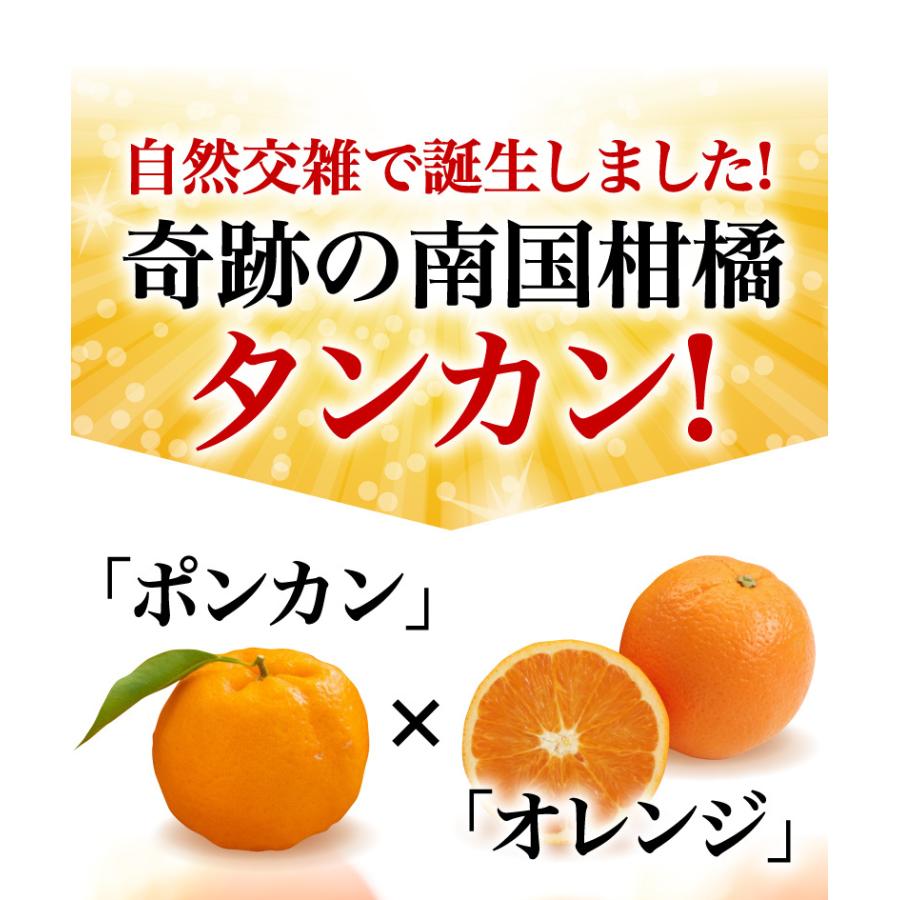 予約商品 たんかん 柑橘 訳あり屋久島たんかん 10kg M〜2L(約30 予約商品 たんかん 柑橘 訳あり屋久島たんかん 10kg M〜2L(約30